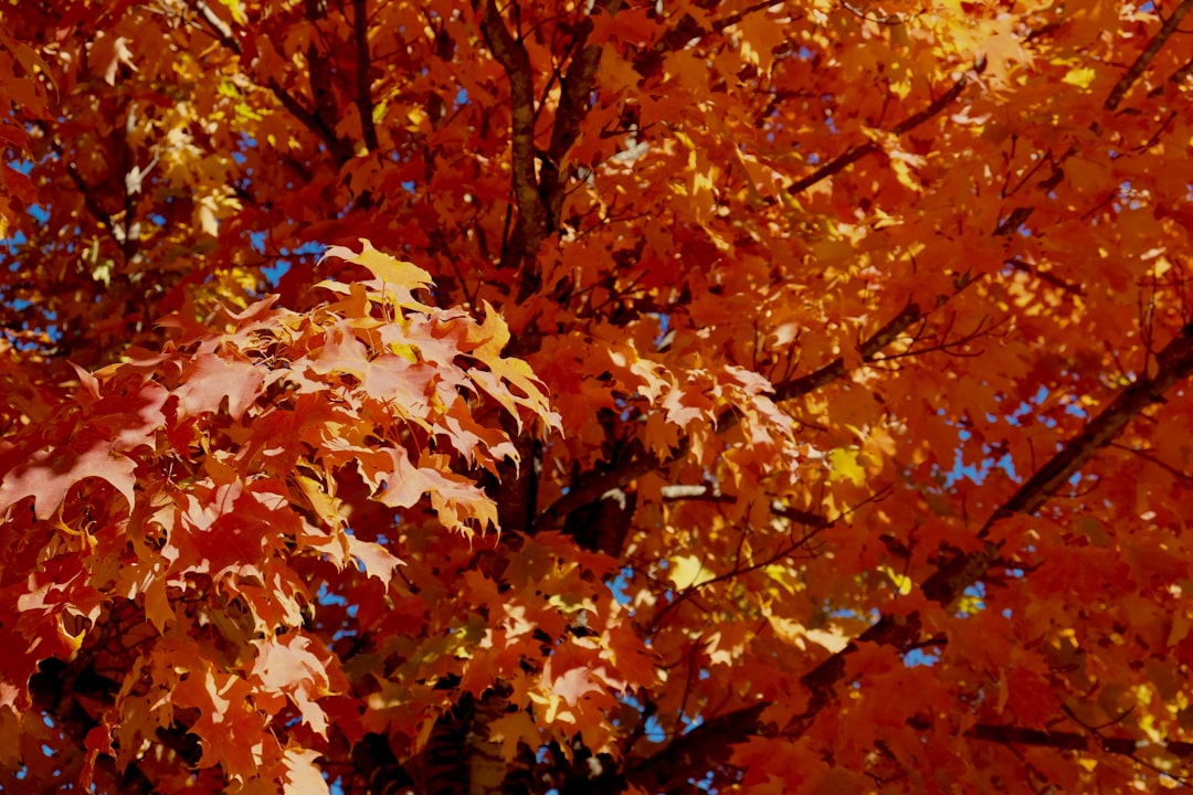 Photo fall trendy colors